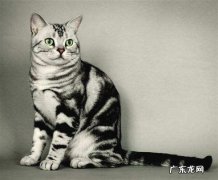 调皮 虎斑猫的缺点是什么