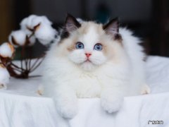 布偶猫 哪些品种的猫咪没有攻击性