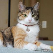发情可怕 为什么很少有人养三花猫