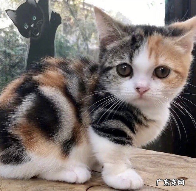 发情可怕 为什么很少有人养三花猫