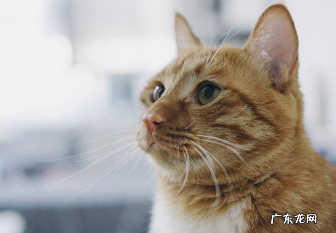 能吃 为什么不推荐养橘猫