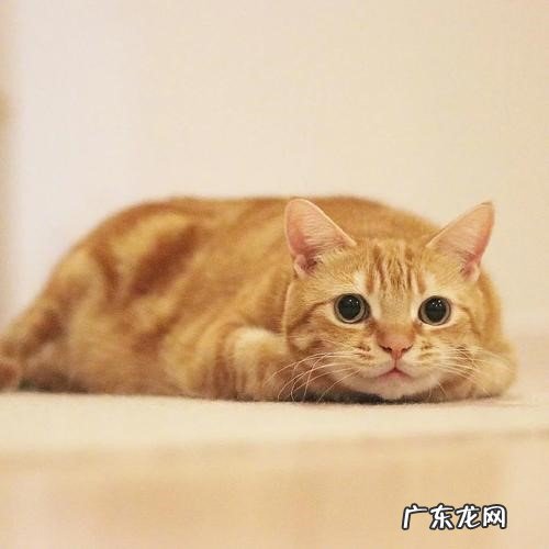 能吃 为什么不推荐养橘猫