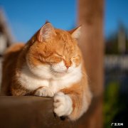 能吃 为什么不推荐养橘猫