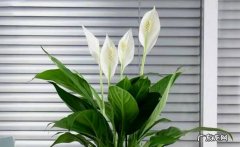 凤梨花 适合养在室内的吉祥花有哪些