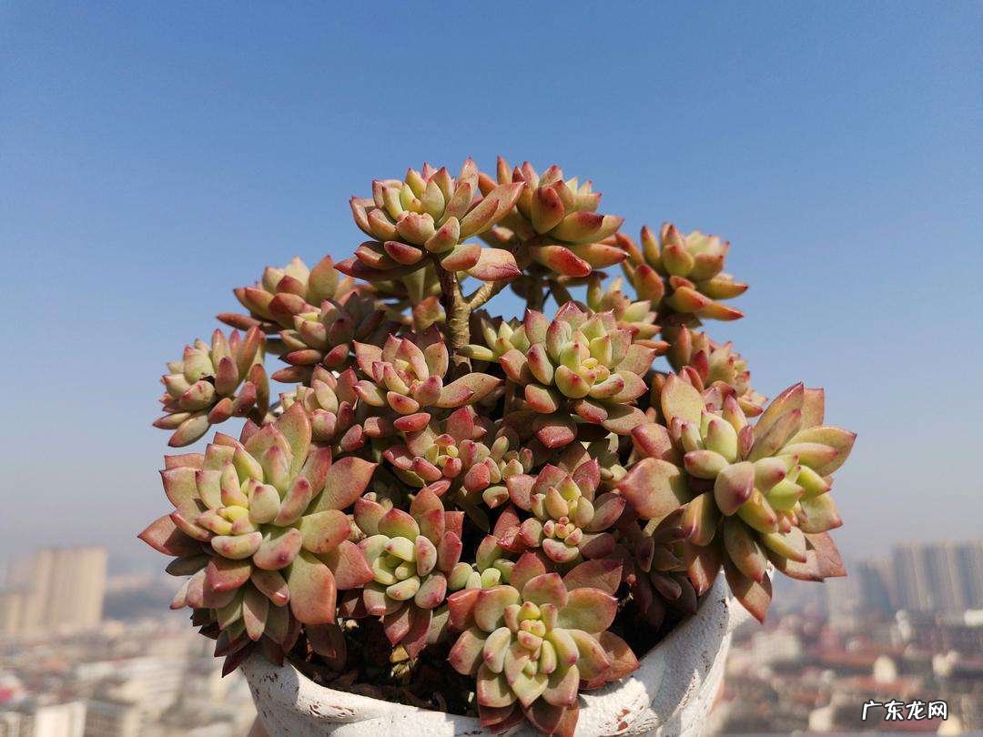 桃蛋 颜值高的多肉植物有哪些