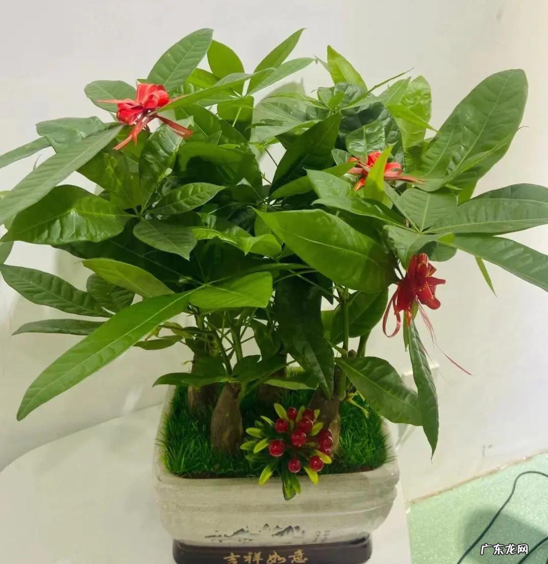 平安树 富贵人家喜欢哪些植物