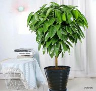 平安树 富贵人家喜欢哪些植物