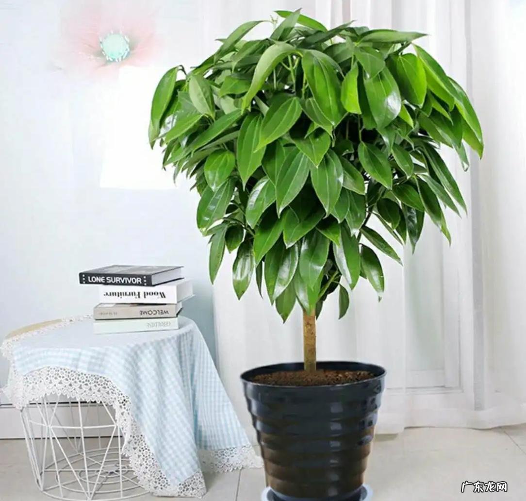 平安树 富贵人家喜欢哪些植物