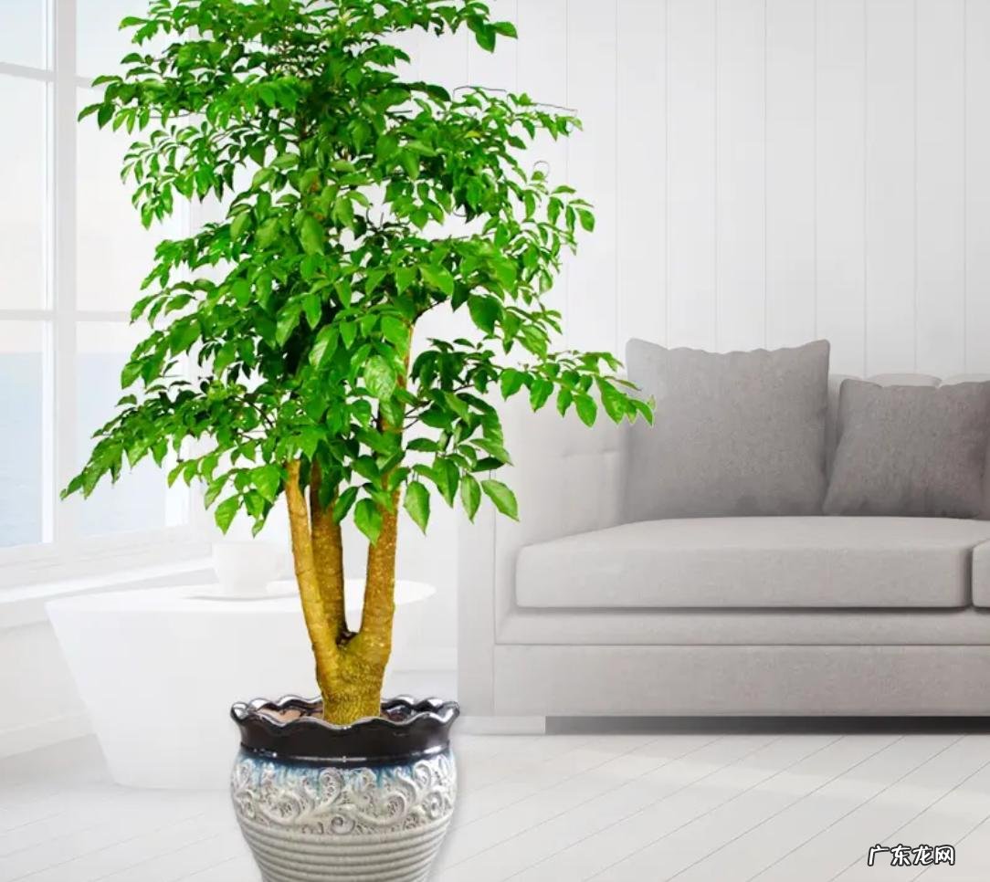 平安树 富贵人家喜欢哪些植物