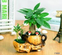 发财树 哪些植物好养又旺宅
