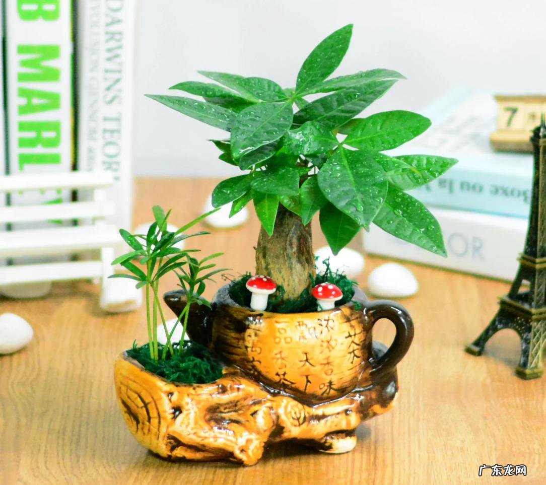 发财树 哪些植物好养又旺宅
