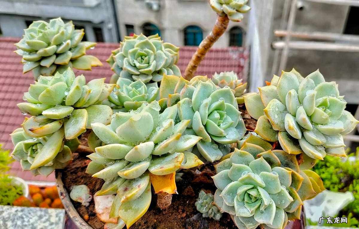 静夜 哪些多肉植物被过度吹捧