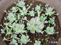 子持莲华 哪些多肉植物繁殖能力强
