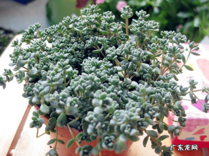 子持莲华 哪些多肉植物繁殖能力强