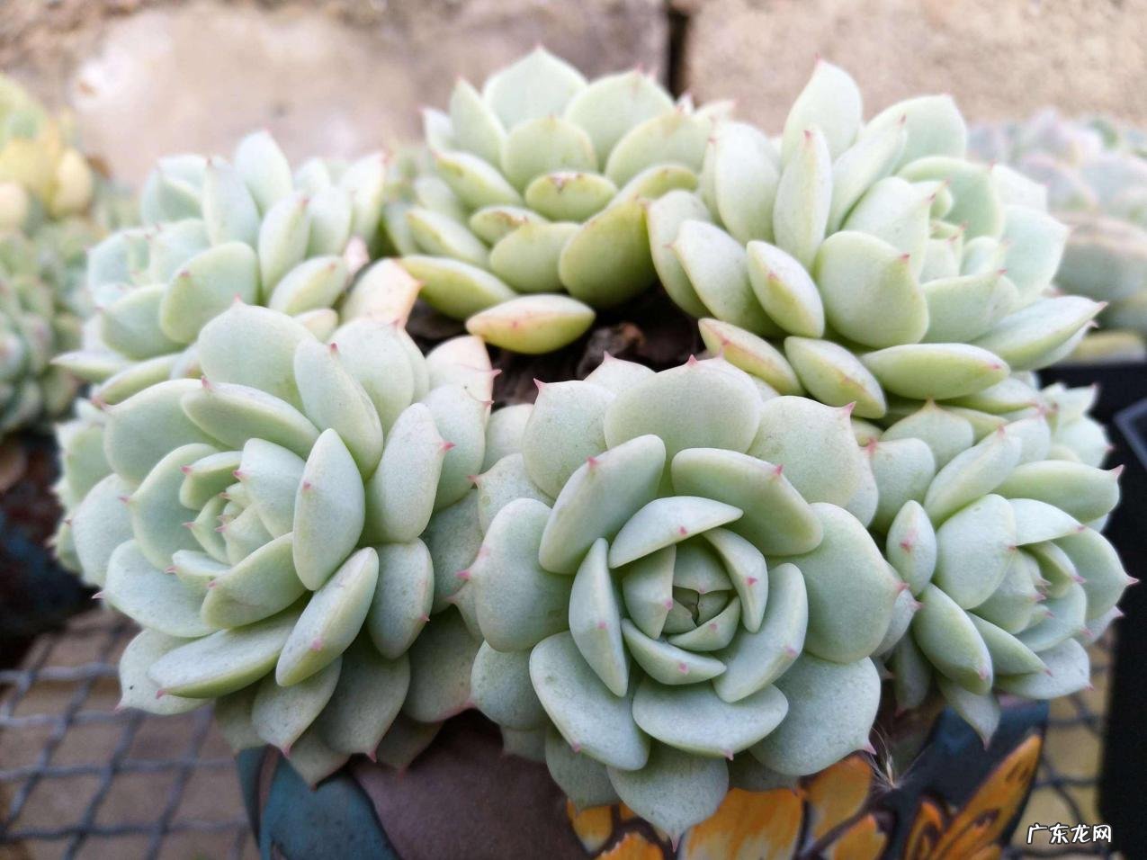 法师 不能淋雨的多肉植物有哪些