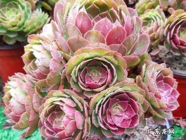 法师 不能淋雨的多肉植物有哪些