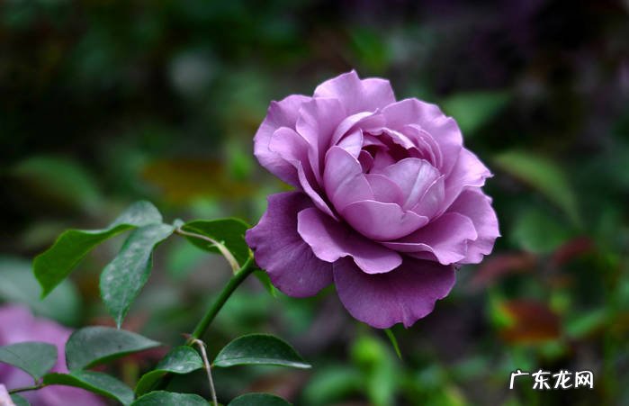 朱槿花 春天可以种植哪些长期花