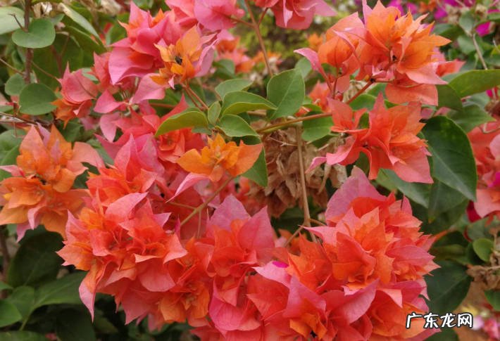 朱槿花 春天可以种植哪些长期花