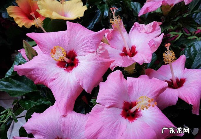 朱槿花 春天可以种植哪些长期花
