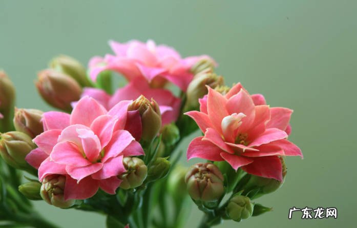 铜钱草 家中可以养哪些花