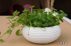 铜钱草 家中可以养哪些花