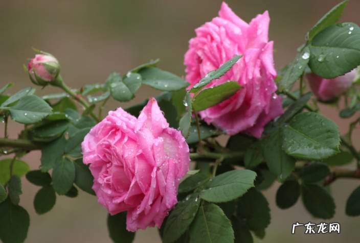 月季花 哪些花在春天要及时搬出门
