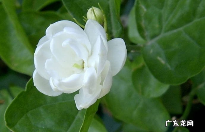 月季花 哪些花在春天要及时搬出门