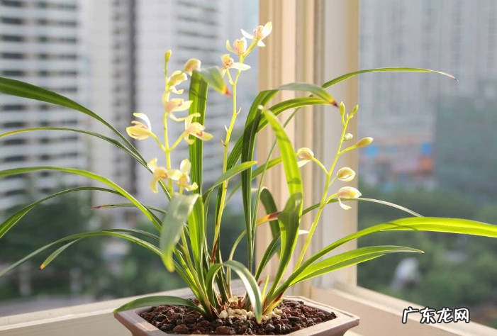 文竹 室内可以养哪些耐阴花