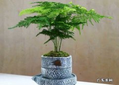 文竹 室内可以养哪些耐阴花