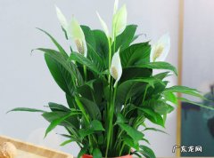 适量浇水 新手养花要注意哪些关键点