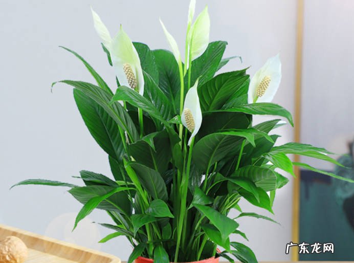 适量浇水 新手养花要注意哪些关键点