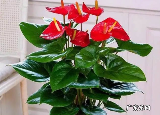 长春花 开不败的花有哪些