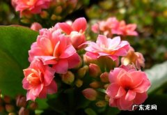 长春花 开不败的花有哪些