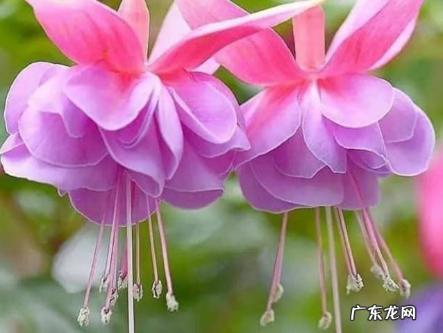 长春花 开不败的花有哪些