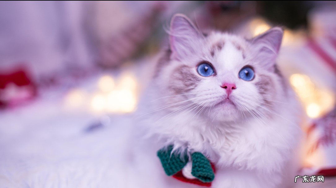 折耳猫 不能盲目入手哪些猫咪