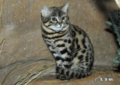 黑足猫 喂养哪些猫咪属于犯法