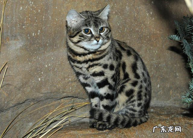 黑足猫 喂养哪些猫咪属于犯法
