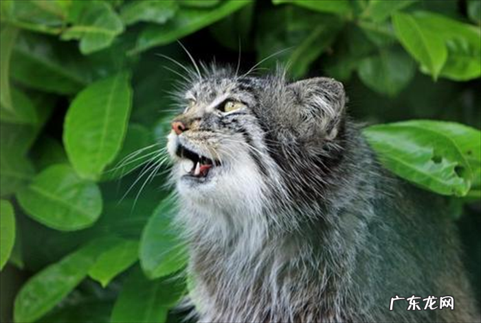 黑足猫 喂养哪些猫咪属于犯法