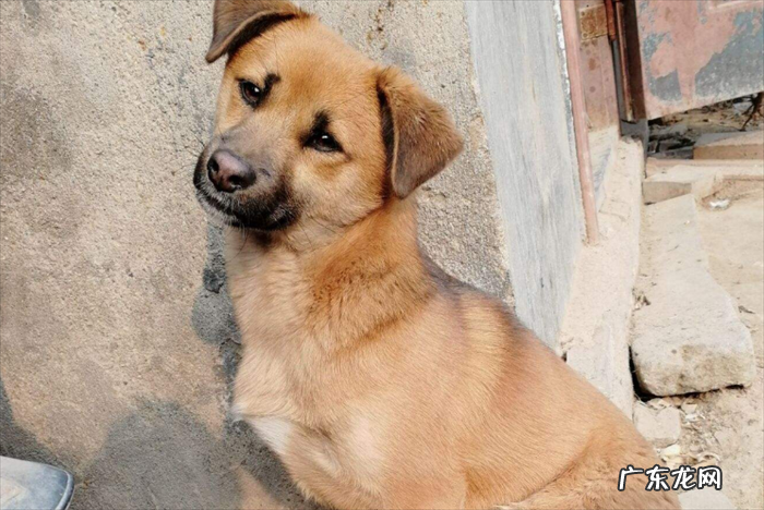 田园犬 性价比高又好养的狗狗有哪些