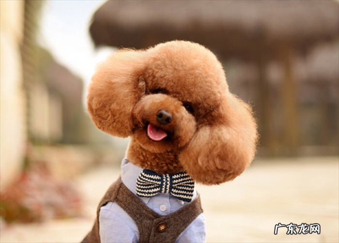 田园犬 性价比高又好养的狗狗有哪些