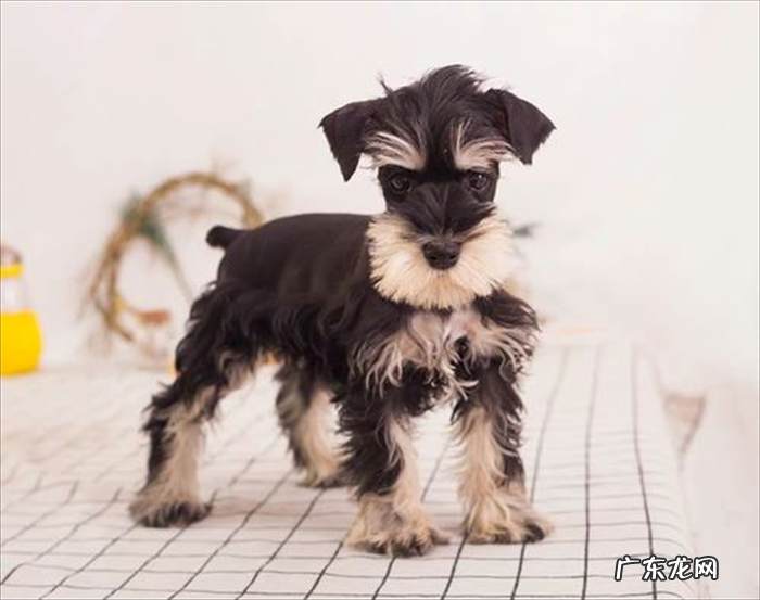 迷你牛头梗 哪些小型犬养的心累