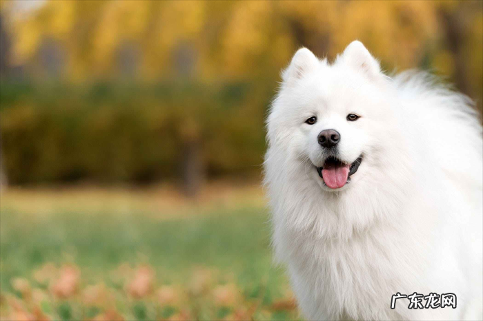 萨摩耶 哪些狗狗最不忠诚