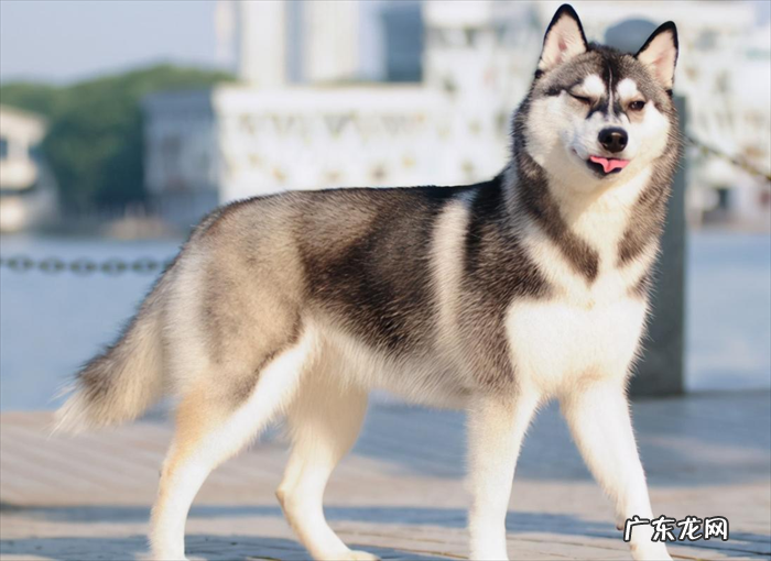 萨摩耶 哪些狗狗最不忠诚