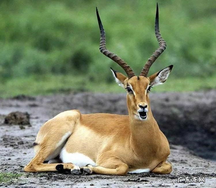 华南虎 存在我国的失而复得的动物有哪些