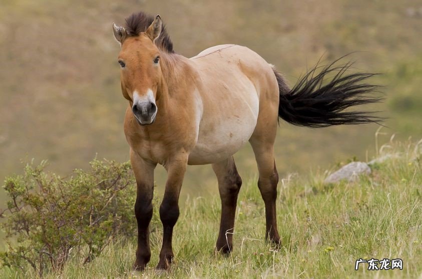 华南虎 存在我国的失而复得的动物有哪些