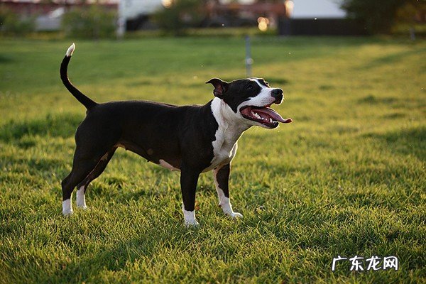 杜宾犬 哪些狗狗被称为护主狂魔