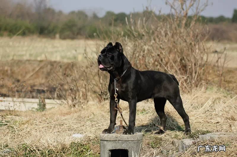 杜宾犬 哪些狗狗被称为护主狂魔