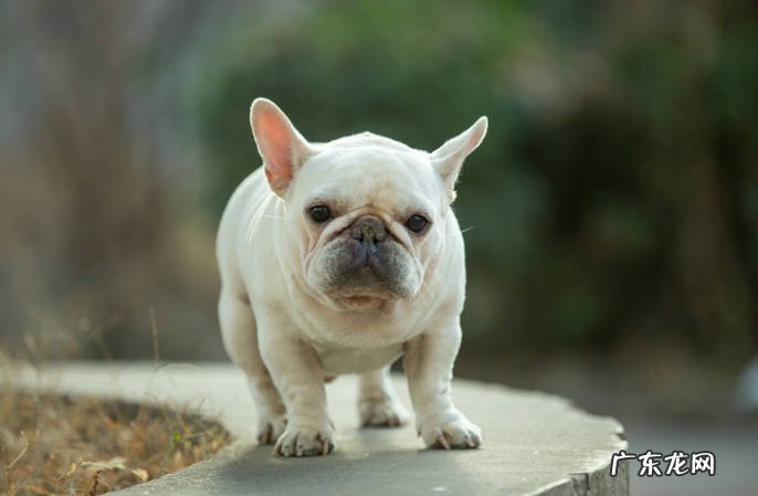贵宾犬 哪些狗狗成了流浪狗会失去生命