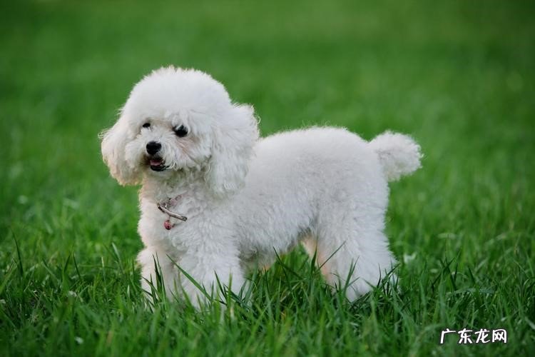 贵宾犬 哪些狗狗成了流浪狗会失去生命