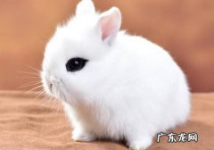 西施兔 哪些兔子适合当宠物